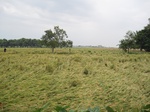 14453IMG_4806.JPG