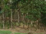 50694CIMG1323.JPG