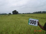 73890300a-rainfed-agriculture-rice-doublecrop-wheat-greenpeas.jpg