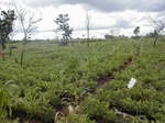 12014GT271_groundnut_mais.JPG