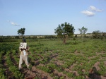 12183GT323_groundnut.JPG