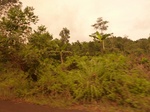 54964Berau (259).JPG
