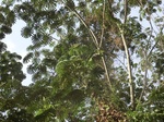 48527CIMG4864.JPG