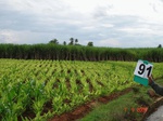 6403091b-irrigated-canal-sugarcane-dominant-turmeric.jpg