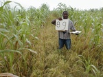 12269GT089_Rice_G_corn.JPG