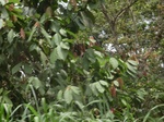 48772CIMG5109.JPG