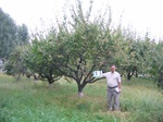 11504033-Farm land (Surface water) apricot-a.jpg