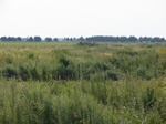 5451645.JPG