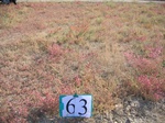 8098063-Bushland-Succulant-a.jpg