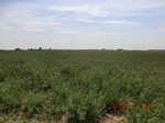 29692CIMG0984.JPG