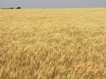 29354CIMG0583.JPG