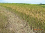 1797320090608_gt01a_Agriculture_Rice_Irrigated_Triple_Continous.JPG