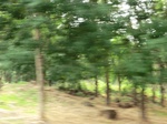 50695CIMG1324.JPG