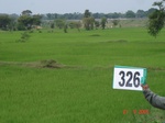131790326b-irrigated-canal-rice.gif