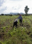 11992_weeding_of_imperata_in_mais_GT216_3.JPG