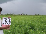 1046733-cropland-sesamum-b.gif