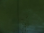 58444CIMG2893.JPG