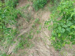 19620P1010467.JPG