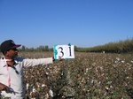 10208031-Irrigated (Surface water) cotton-a.jpg