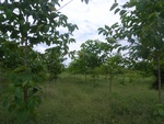 26235RIMG0202.JPG