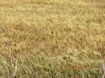 29679CIMG0970.JPG