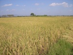 26483RIMG0298.JPG