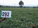 130460292b-rainfed-agriculture-soyabean-doublecrop-wheat.gif