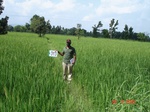 131230313a-rainfed-forest-agriculture-rice.gif