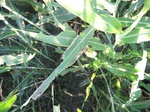 10335vp-022-irri-sorgum-1a.jpg