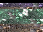 11693vp-088-Irrigated (Surface water) cotton-a.jpg