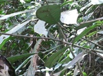 47096CIMG3433.JPG
