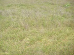 529327042008(90).JPG