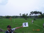 12369006a-irrigated-canal-nagarjunsagar-rice-dominant.gif
