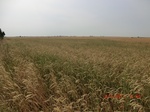 29345CIMG0558.JPG