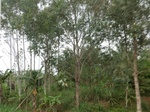 49903CIMG6240.JPG