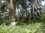 12002GT256_valley_bottom_oilpalm_fern.JPG
