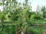 19416P1010263.JPG