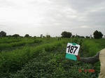 70340187a-rainfed-agriculture-mixedcrop-soyabean-gram.jpg