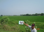 12553014b-irrigated-canal-plus-groundwater-pumping-rice-classic-delta-rice-in-krishna-basin.gif