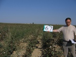 8106067-Irrigated (Surface water) cotton-a.jpg