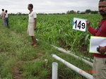 69170149c-irrigated-supplemental-groundwater-maize-dominant-vegetables-tomato-ladiesfinger-chilli-sugarcane.jpg