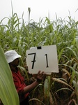 12250GT071_Guinee_corn.JPG