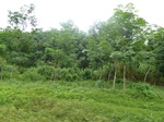 20487P1020344.JPG
