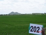 127340202c-irrigated-supplemental-tank-rice-doublecrop.gif