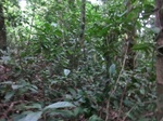 45741CIMG2826.JPG