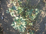 8181vp-064-Irrigated (Surface water) cotton-a.jpg