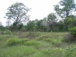 34540RIMG0005.JPG
