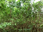 46171CIMG0460.JPG
