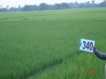 132260340b-irrigated-canal-rice.gif