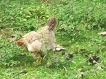 32086IMG_5615.JPG